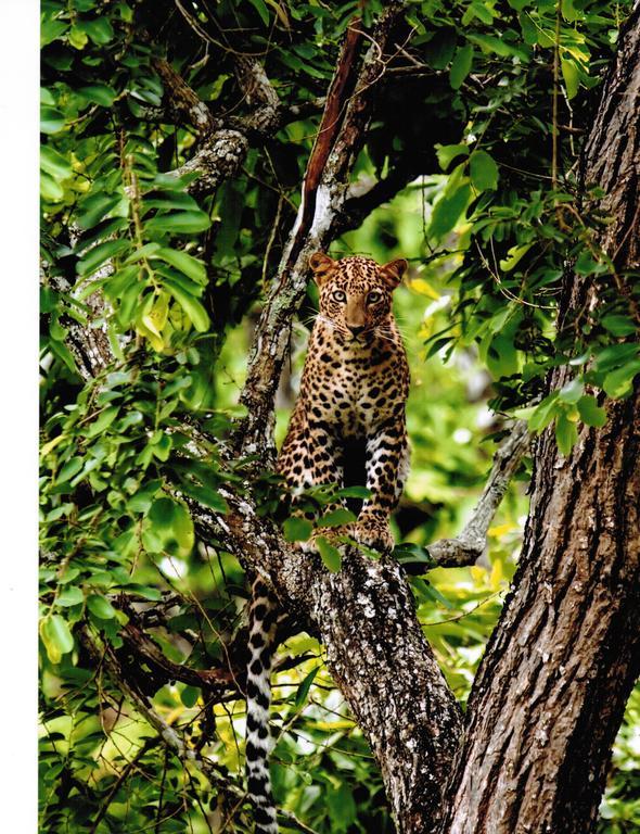 The Windflower Jungle Resort & Spa, Bandipur Luaran gambar