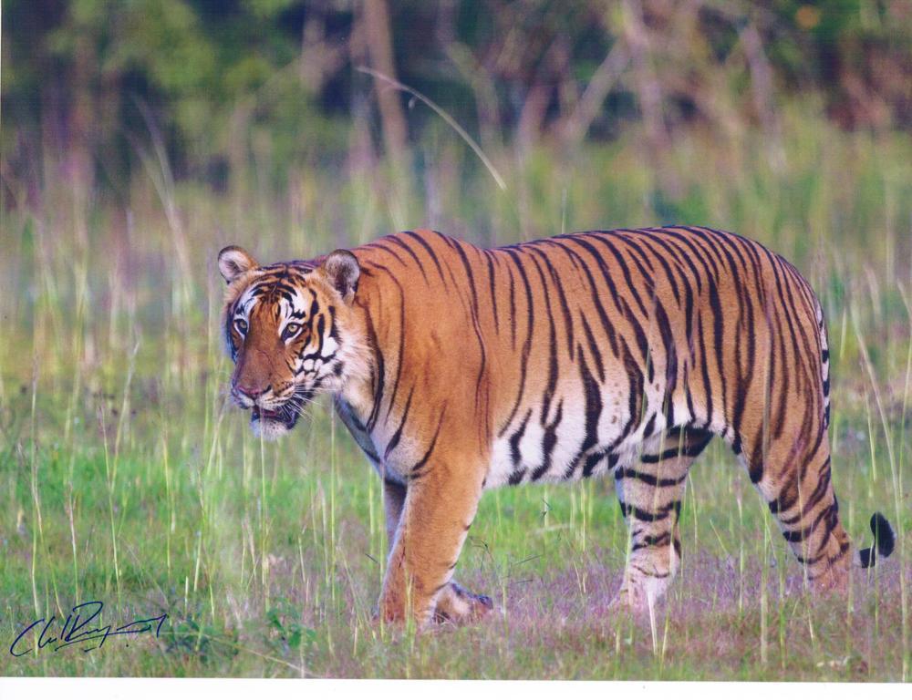 The Windflower Jungle Resort & Spa, Bandipur Luaran gambar